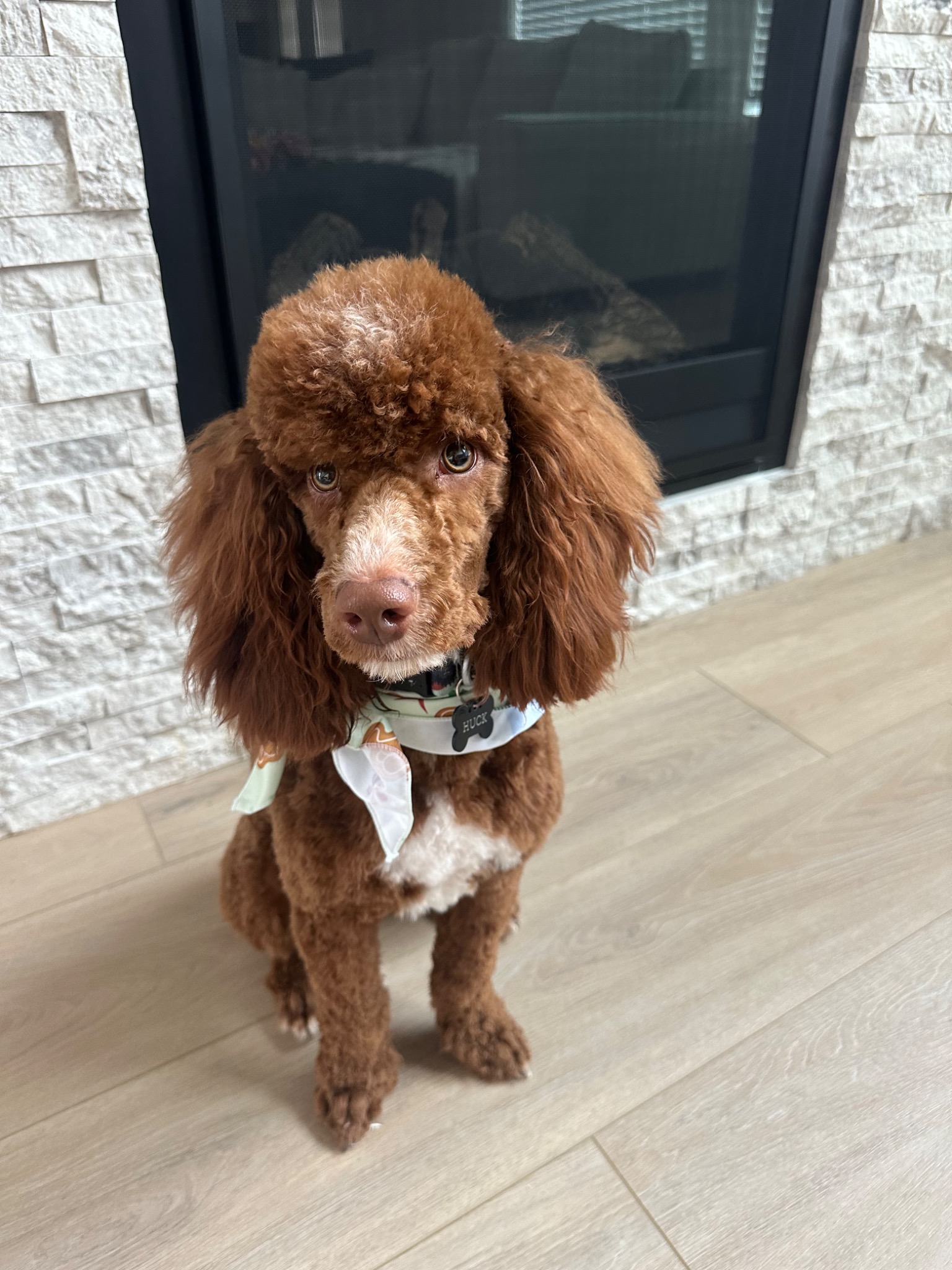 Premier Poodles portrait